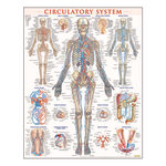 QuickStudy Human Anatomical Poster, English, Circulatory System, 28in x 22in