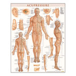 QuickStudy Human Anatomical Poster, English, Acupressure, 28in x 22in