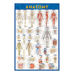 QuickStudy Human Anatomical Poster, English, 28in x 22in