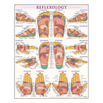 QuickStudy Human Anatomical Poster, English, Reflexology, 28in x 22in