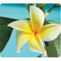 Fellowes Recycled Optical Mouse Pad - Yellow Flower - Yellow Flower - 8in x 9in x 0.06in Dimension - Multicolor - Rubber - Skid Proof - 1 Pack